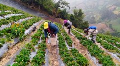 Algunas actividades del sector agrario inciden el IPC y suben al ritmo del ajuste del salario mínimo. / Foto Archivo