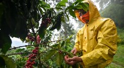 Por las lluvias, la producción de café en los últimos 12 meses rozó los 11,5 millones de sacos, segùn la FNC. / Foto Archivo