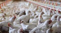 Está prohibido movilizar o comercializar aves sin autorización del ICA.  / Foto : Cortesía / La Opinión 