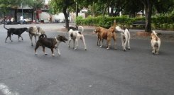 Animales en la calle