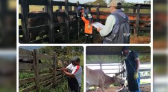 El ciclo es en atención a la recomendación de la Organización Mundial de Sanidad Animal. / Foto: Cortesía