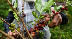 Temporada de lluvia mermó la producción cafetera en 2022. / Foto Archivo