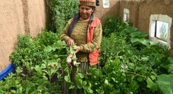 Mujeres combaten la pobreza con huertas domésticas y orgánicas  