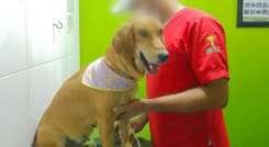¡Atroz! Con alambre amarraban genitales de una mascota en Toledo./Foto: Cortesía