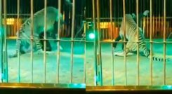 Tigre ataca a domador durante espectáculo de circo./Foto: cortesía