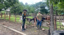 Tecnología facilita denuncias de ganaderos en Cúcuta