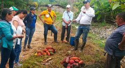 Cacao
