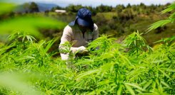  El año pasado, más del 90% de las exportaciones colombianas de cannabis tuvo como origen Bogotá, Cundinamarca y Antioquia. 