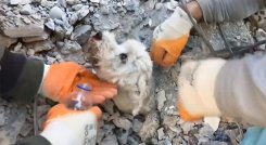¡Conmovedor! Así rescataron a un perro en medio de los escombros en Turquía