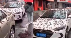 Lluvia de gusanos en China.