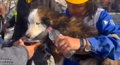 Rescate perro en Turquía 