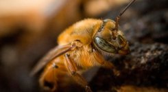El mal uso del fipronil en cultivos afecta a los polinizadores./ Foto Archivo