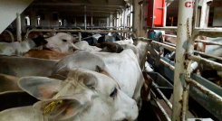 El reconocimiento se da luego de la solicitud enviada por el Instituto Colombiano Agropecuario. / Foto: Colprensa