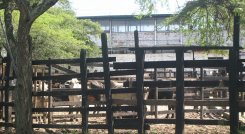 Las plantas de sacrificio se han cerrado en ocho municipios. Foto Archivo