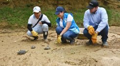 Las tortugas ‘cajitas’ fueron liberadas en un  charco de agua en medio del bosque. Se caracterizan por su tamaño pequeño, con el caparazón alto y estrecho.  / Fotos: Cortesía / La Opinión 