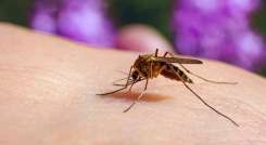 La sospecha de malaria debe confirmarse con una prueba parasitológica. /Foto Cortesía / La Opinión
