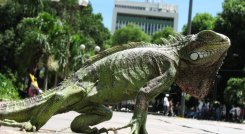 Iguanas como esta habitan en los árboles del parque Santander./Foto Obando/La Opinión