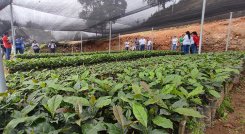 Los viveros de café, cacao y forestales representan la oportunidad de un agronegocio para familias de Sardinata. Foto Leonardo Oliveros/La Opinión