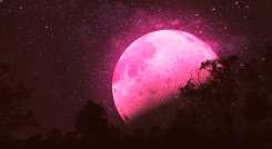 luna rosa