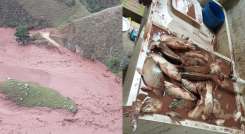 Emergencia por muerte de peces en el Río Tarra