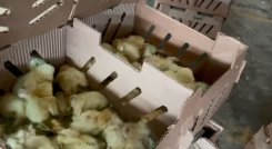 El ICA informó a La Opinión que ‘los pollos de un día’ no cumplían con los requisitos de ley y no podían permitir su salida al vecino país, porque se ponía en riesgo el estatus sanitario y las futuras exportaciones. 