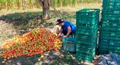 tomates