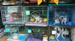 Los animales que se comercialicen deben estar ubicados en criaderos especiales./ Fotos: Cortesía 