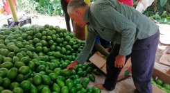 En el primer año, se invertirán más de $7.429 millones en el sector del aguacate de Norte de Santander. Foto Archivo La Opinión