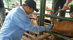 Expertos del Instituto Colombiano Agropecuario visitan fincas de 29 municipios. / Foto: Cortesía