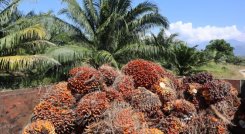 No hay garantías fitosanitarias para exportar palma aceitera a Venezuela 