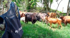 Van 120.192 animales vacunados contra la aftosa. Foto Cortesía