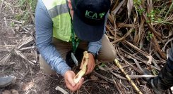 La diatraea spp reduce la germinación de las semillas. Foto Cortesía