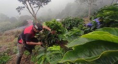 El año pasado, se contabilizaron 23.000 hectáreas sembradas de café y un promedio de productividad de 17,8 sacos por hectárea. Foto La Opinión