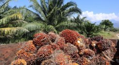 Más de 1.000 palmicultores en Congreso de Fedepalma