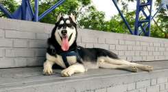 Cuidado con su perro, le  puede causar un golpe de calor  