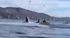 Video | Una ballena jorobada se tragó a dos turistas y luego los “escupió”