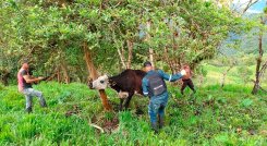 El primer ciclo de vacunación contra la fiebre aftosa, la brucelosis bovina y la rabia de origen silvestre se extenderá hasta el próximo 19 de julio.