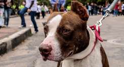 Perro Pitbull 