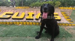 Retiro canino de la Policía 