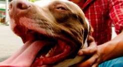 pitbull