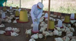 Las mujeres usan los implementes necesarios para evitar la contaminación del espacio de crianza de los pollos. /Fotos Juan Pablo Cohen/La Opinión