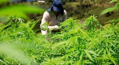 Banco Agrario financia proyectos productivos de marihuana./Foto Archivo