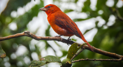 Aves migratorias pasan por Norte de Santander