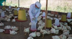 Nueve unidades productivas se Cúcuta se beneficiarán de ‘Raíces de Esperanza’. Foto Archivo La Opinión