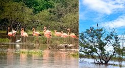El Santuario de Fauna y Flora Los Flamencos, un parque nacional que está entre el Mar Caribe y el bosque seco de Riohacha, es una visita obligada.