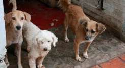 Centro de Bienestar Animal para Cúcuta no ha sido reglamentado