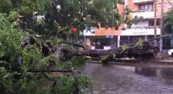 Árbol caído en la Avenida Cero.