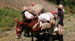 Destinaron $5 billones para compras de tierras en el país, en 2024./Foto Archivo