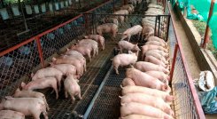 La porcicultura en el departamento ha crecido 30% y ya no se presenta el contrabando desde Venezuela, según Cooporcinor./Foto Archivo