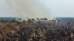 El año pasado se habría roto el récord de tala anual